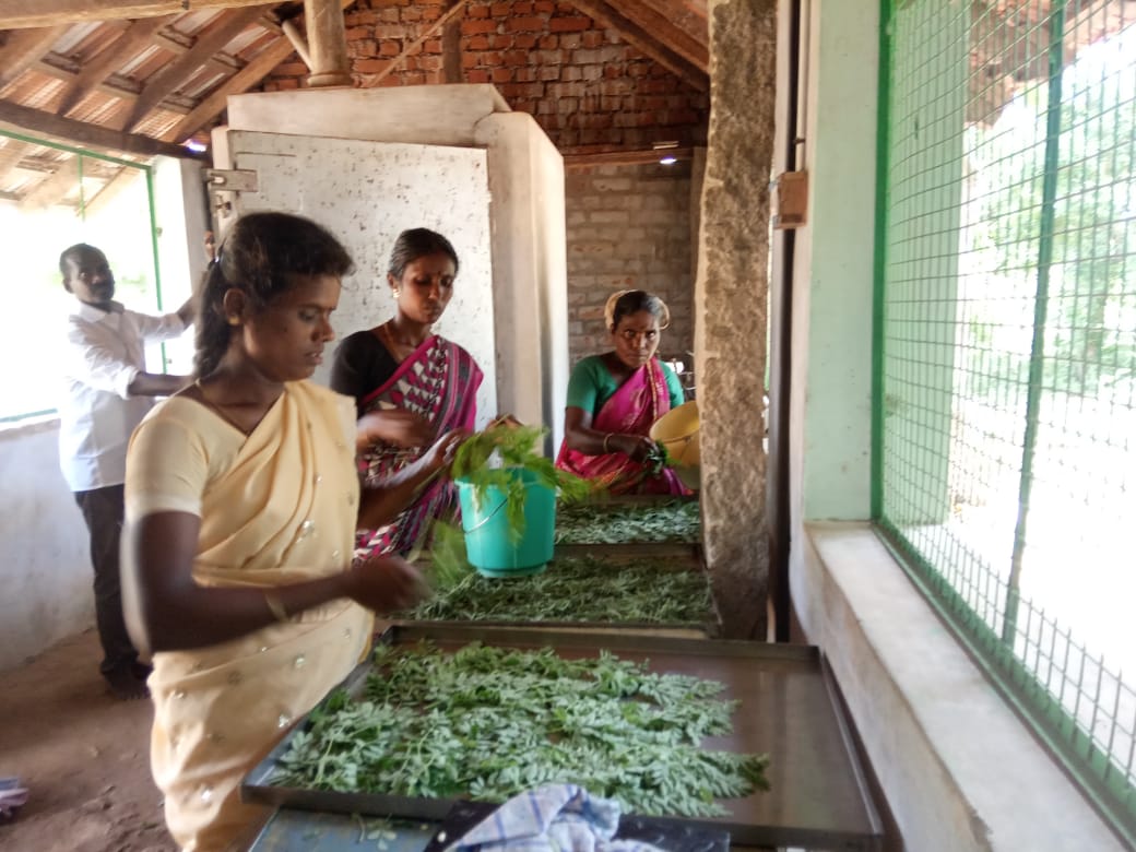•Ces femmes pouvaient se voir garantir un emploi d’octobre à février. •Les sept mois restants, elles pouvaient s’employer à ramasser des graines de Neem ou de Pongamia, des feuilles d’usailai (albizia amara) ou de henné, des fleurs d’hibiscus ou d’Aavaram (senna auriculata).