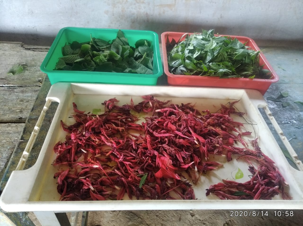 •Grâce à l’aide d’urgence d’Emmaüs International, nous avons lancé une cueillette avec 6 femmes de 3 panchayats et avons ainsi ramassé des feuilles de Neem et de Pongamia qui ont ensuite été séchées et conditionnées par 4 femmes, puis vendues comme antiseptiques naturels.